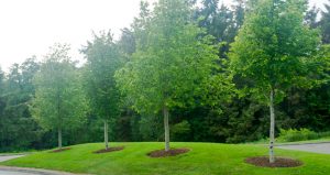 Tree Planting at Castlemartyr Resort Entrance Driveway