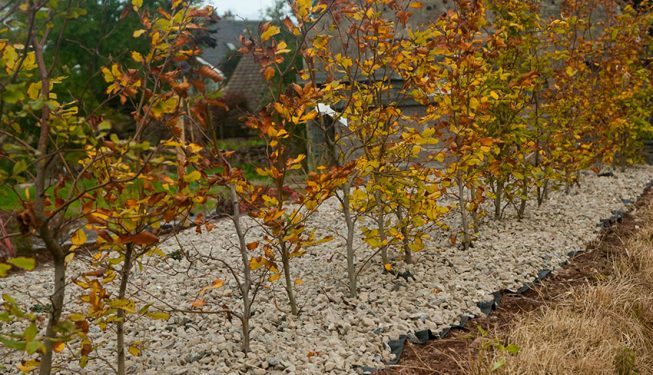 Beech Planting in Stone Bed 6